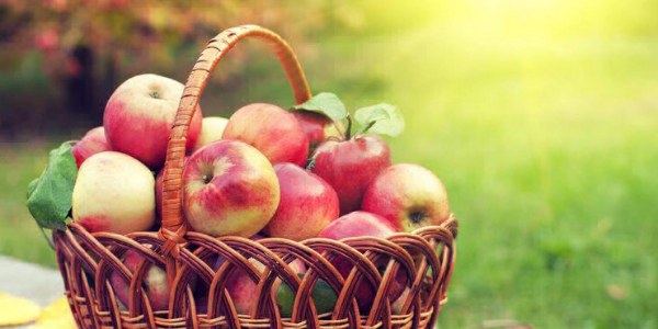 ​Яблочный спас: как не дать урожаю пропасть